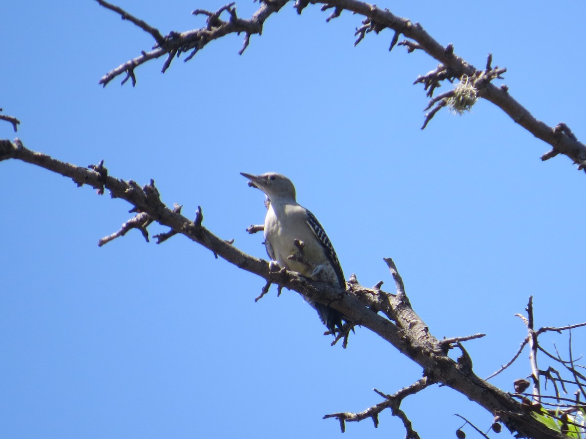 Golden-fronted Woodpecker - ML640579273