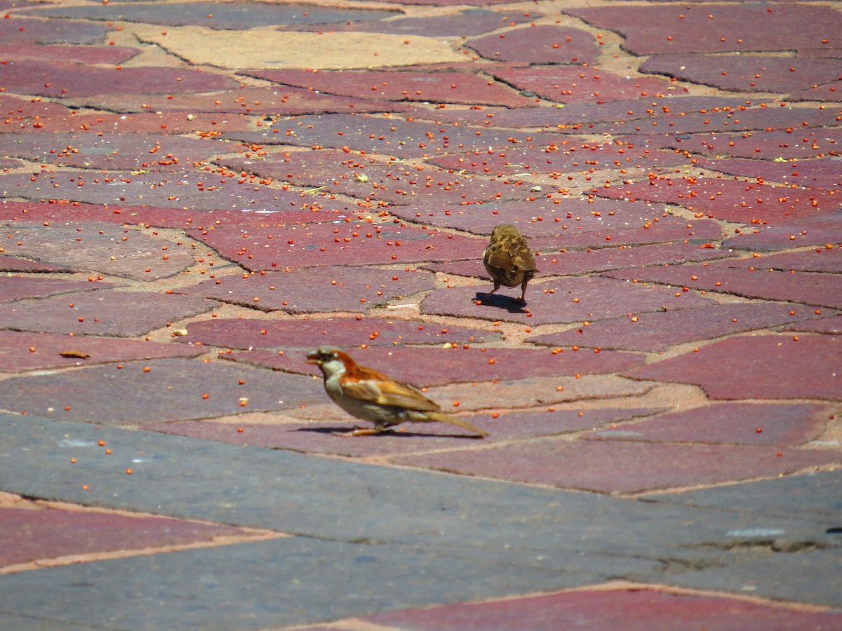 House Sparrow - ML640579277