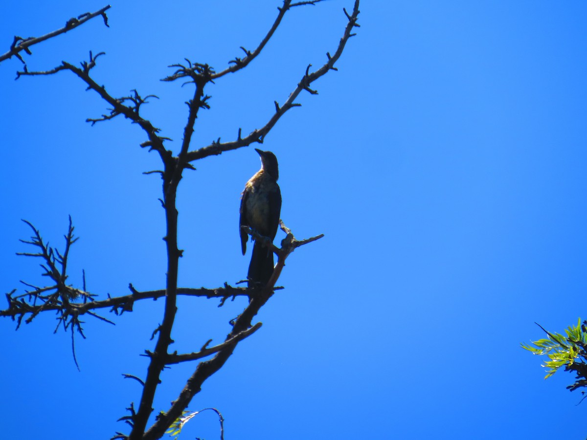 Great-tailed Grackle - ML640579295