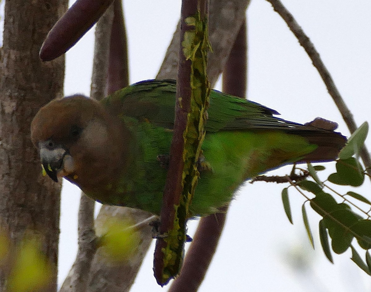 Brown-headed Parrot - ML640579296