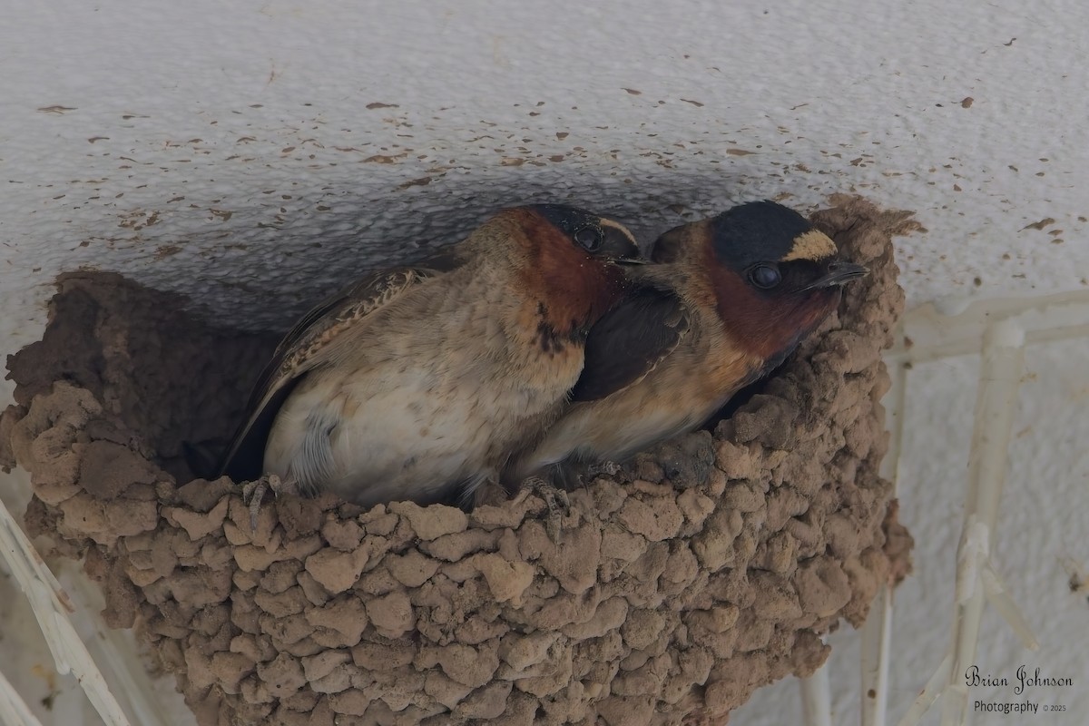Cliff Swallow - ML640579328