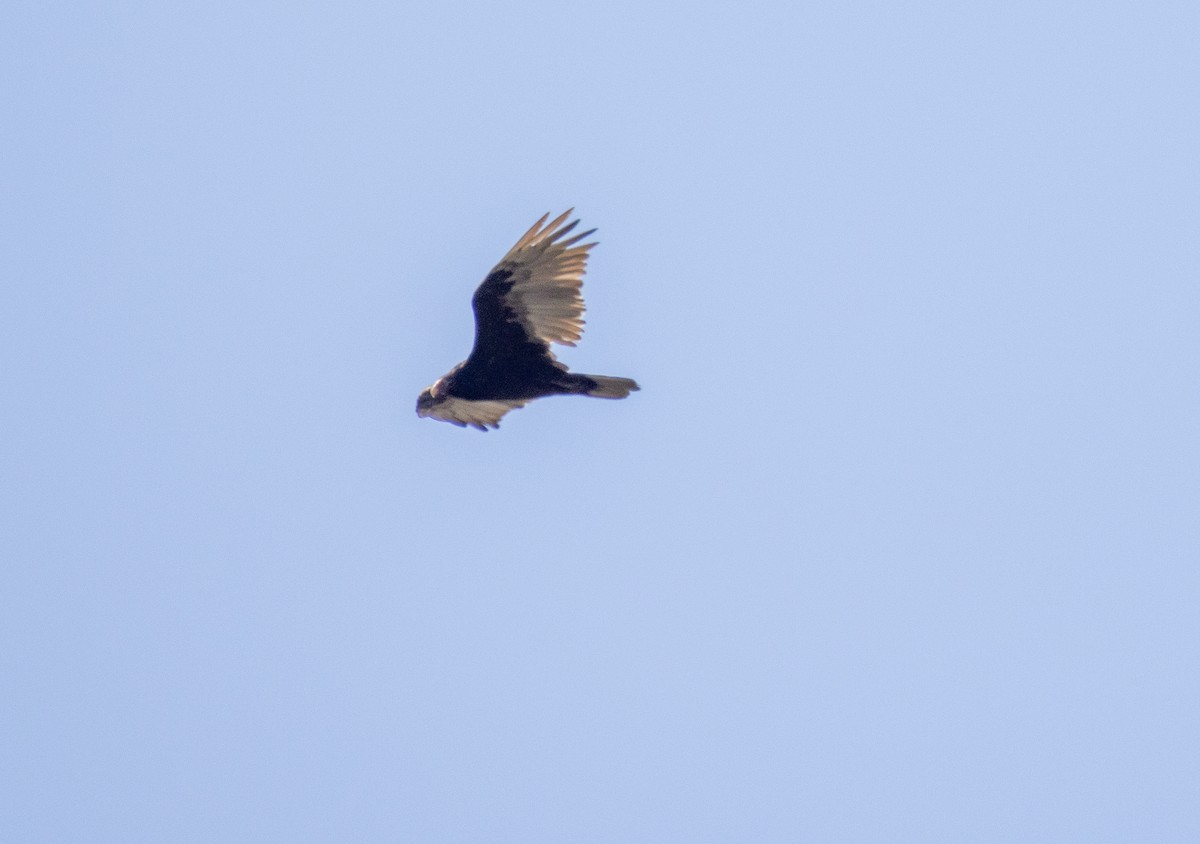 Turkey Vulture - ML640579353