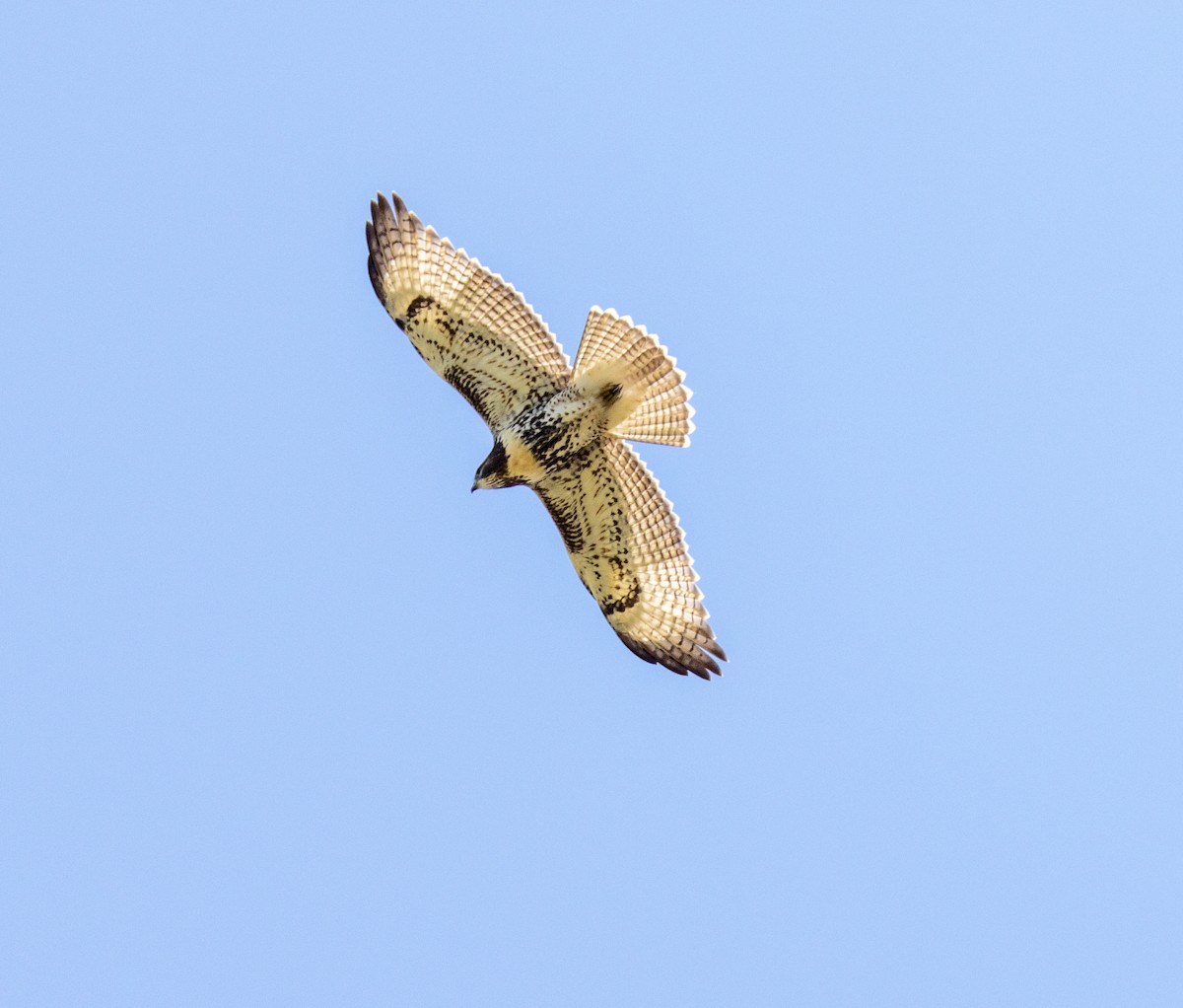 Red-tailed Hawk - ML640579362