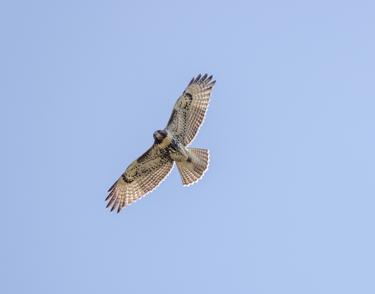 Red-tailed Hawk - ML640579364