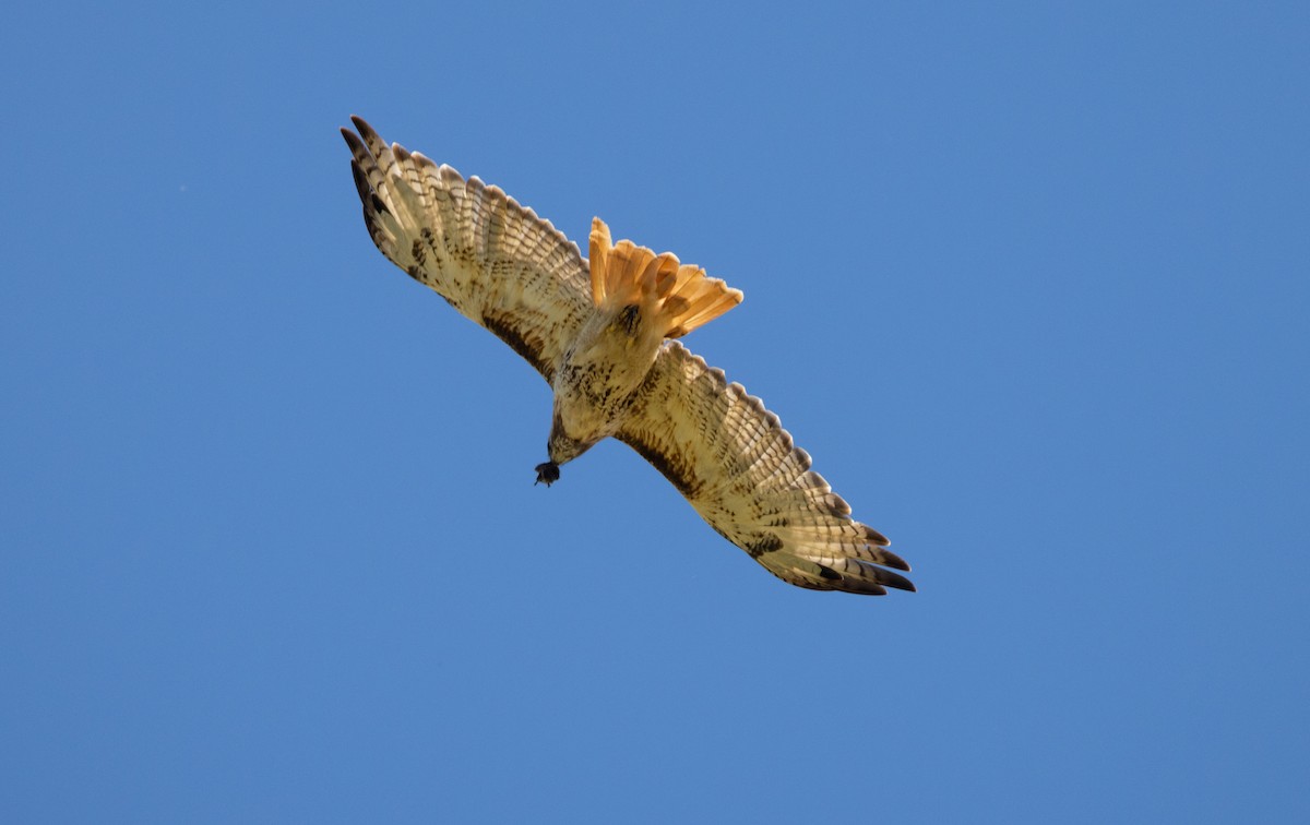 Red-tailed Hawk - ML640579366