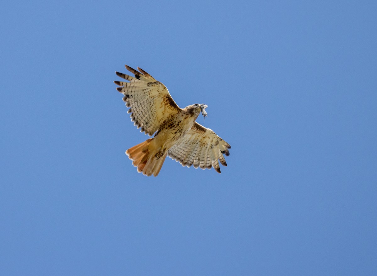 Red-tailed Hawk - ML640579369
