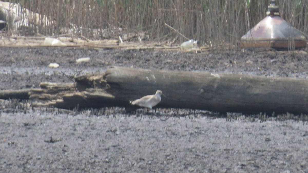 Willet - ML640579418