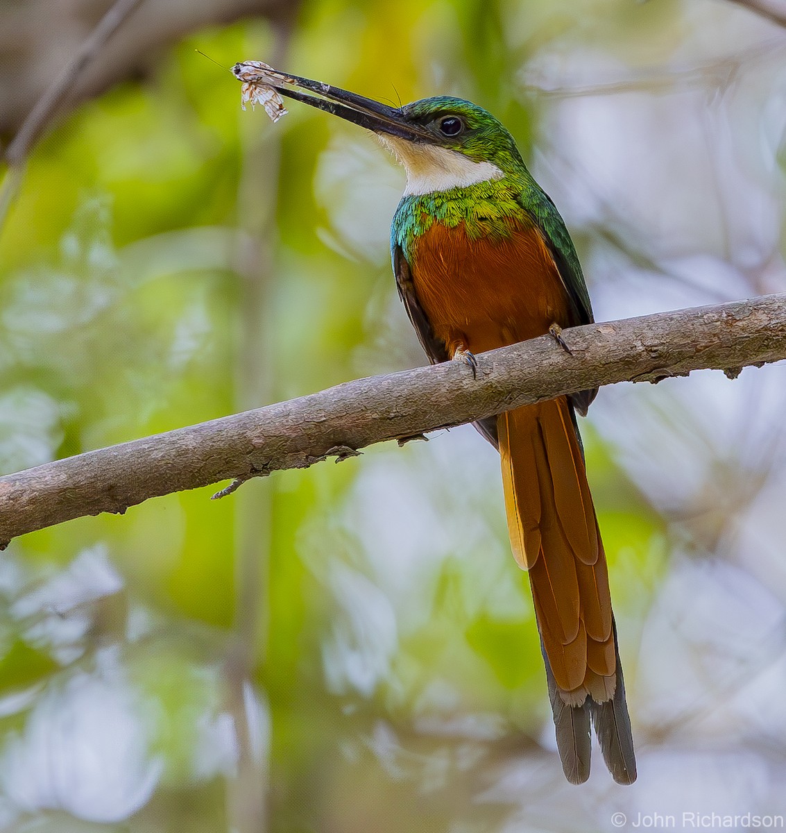 Rufous-tailed Jacamar - ML640579531