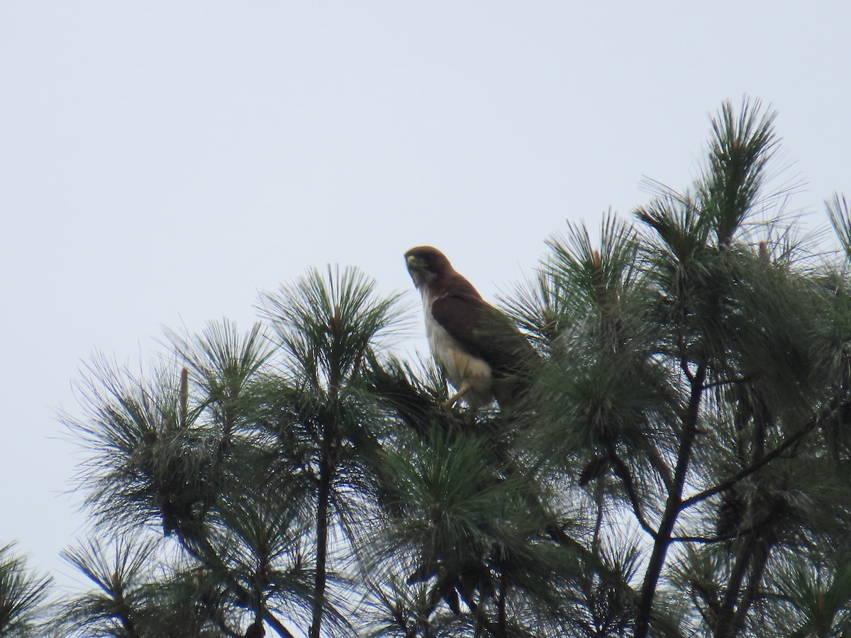 Red-tailed Hawk (kemsiesi/hadropus) - ML640579583