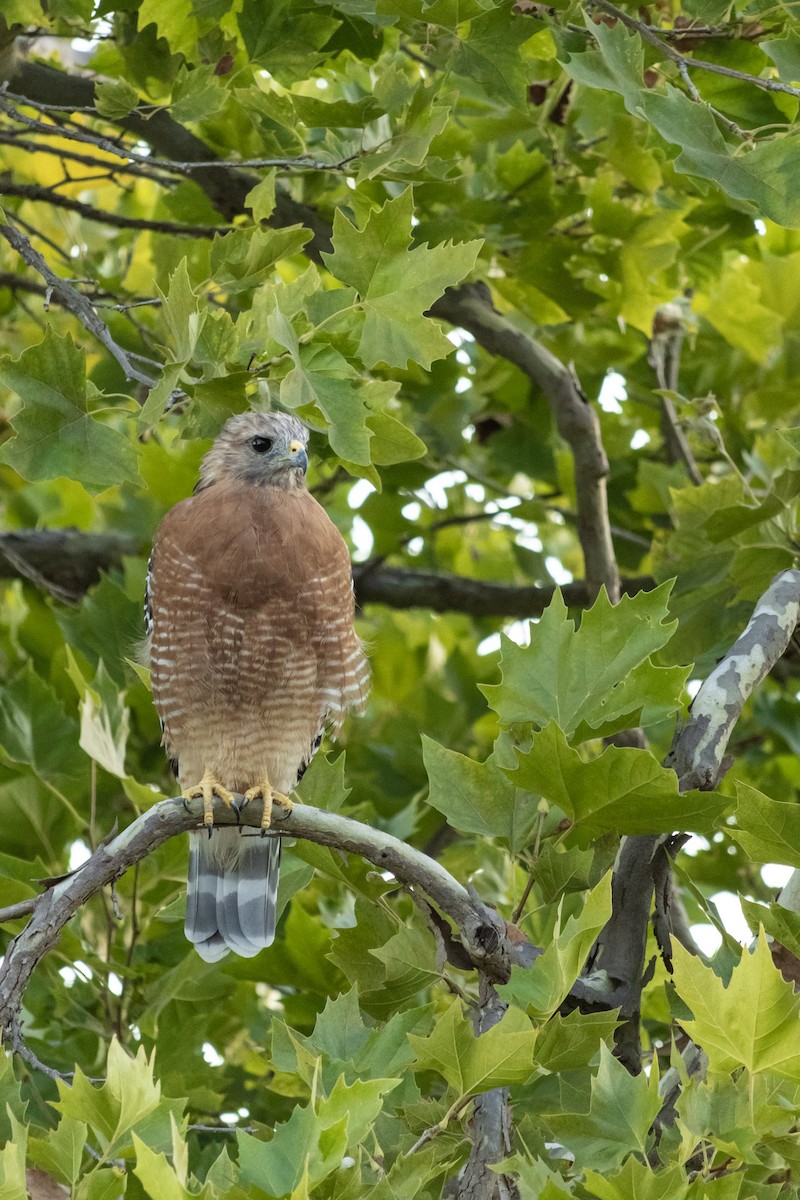 Red-shouldered Hawk (elegans) - ML640579698