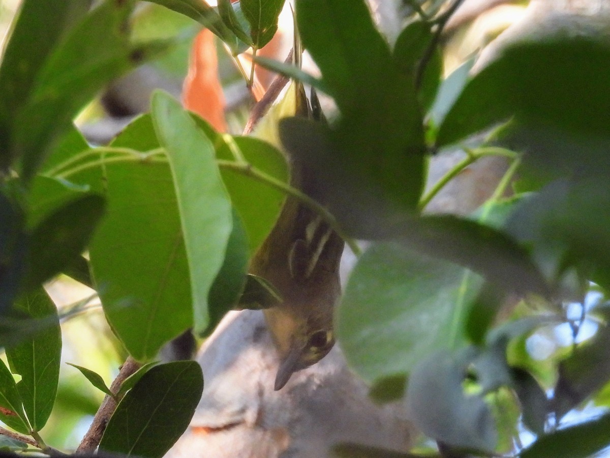 arawakvireo - ML640579746