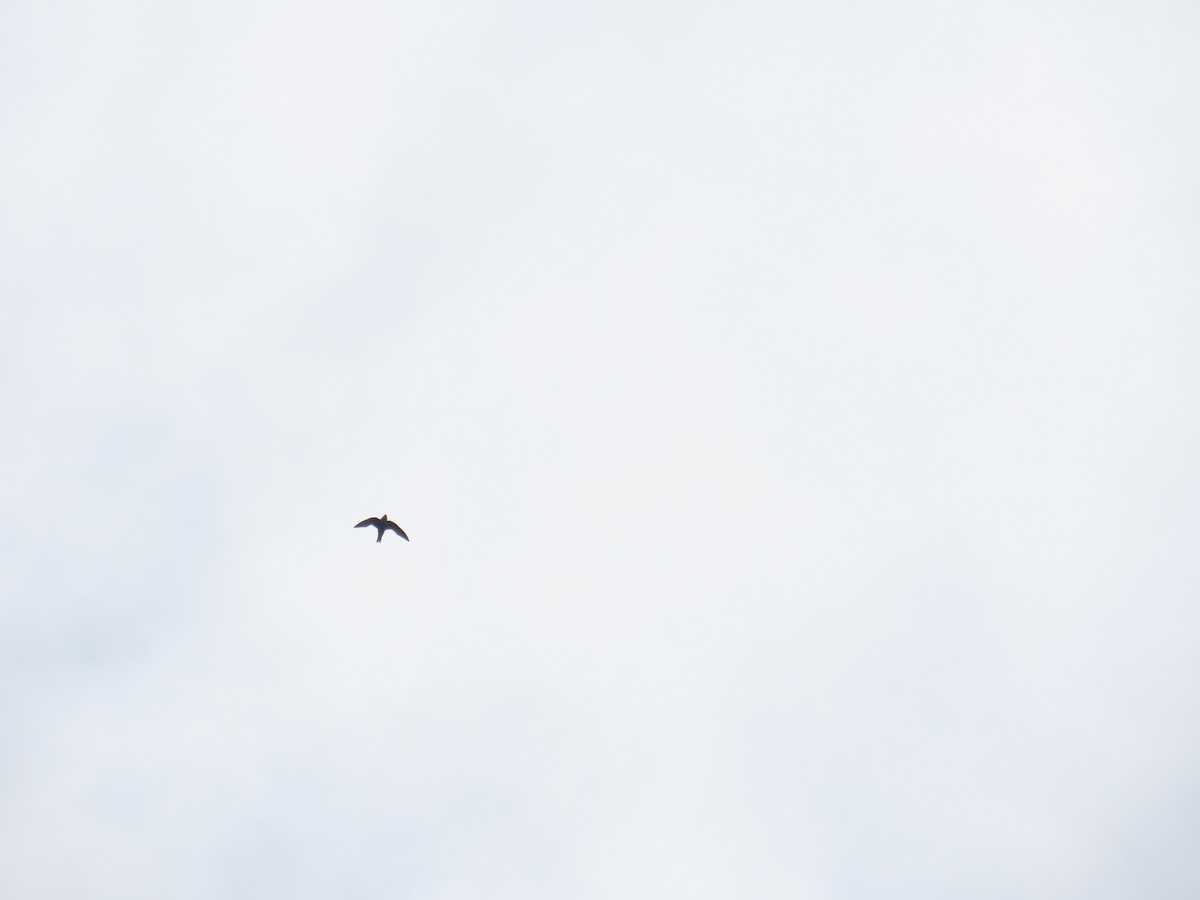 White-collared Swift - ML640579778