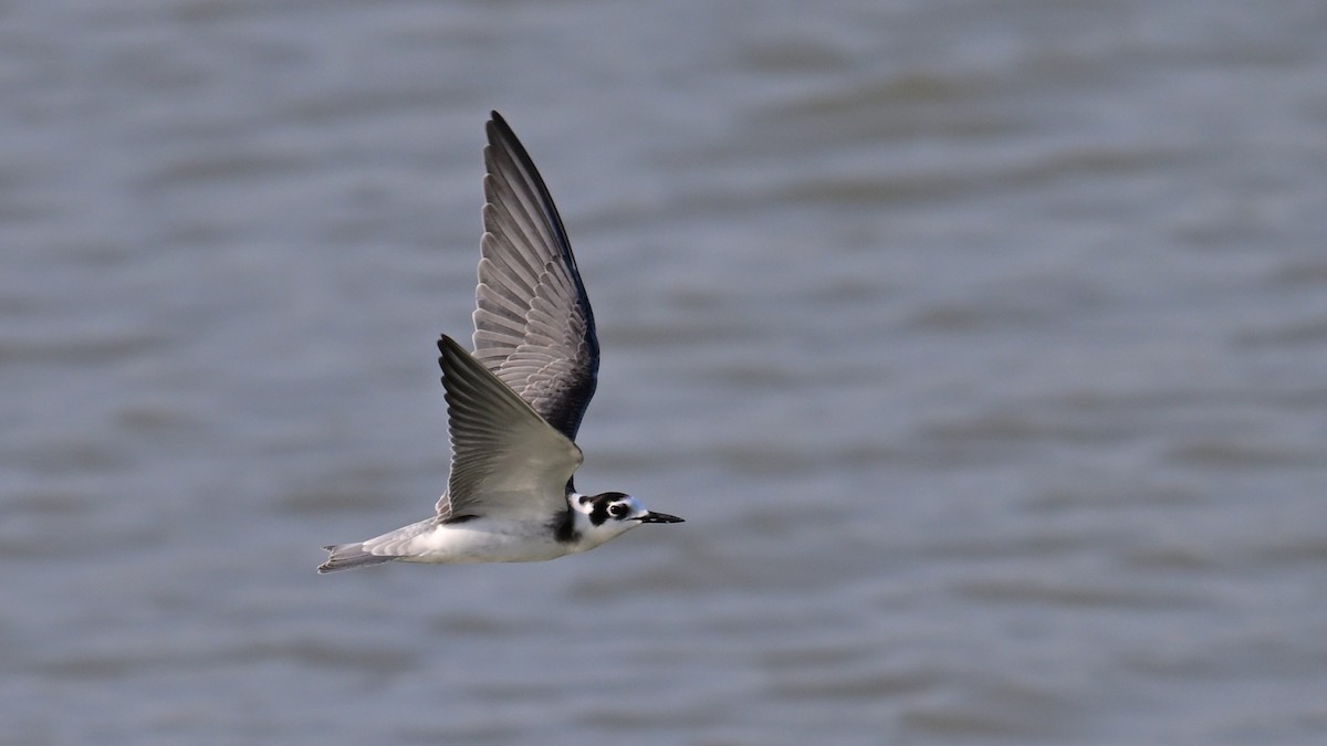 Black Tern - ML640579820