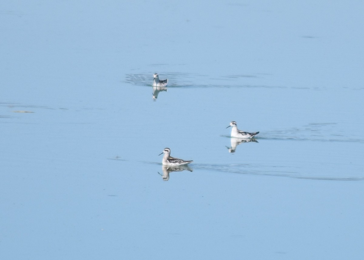 Red-necked Phalarope - ML640579871