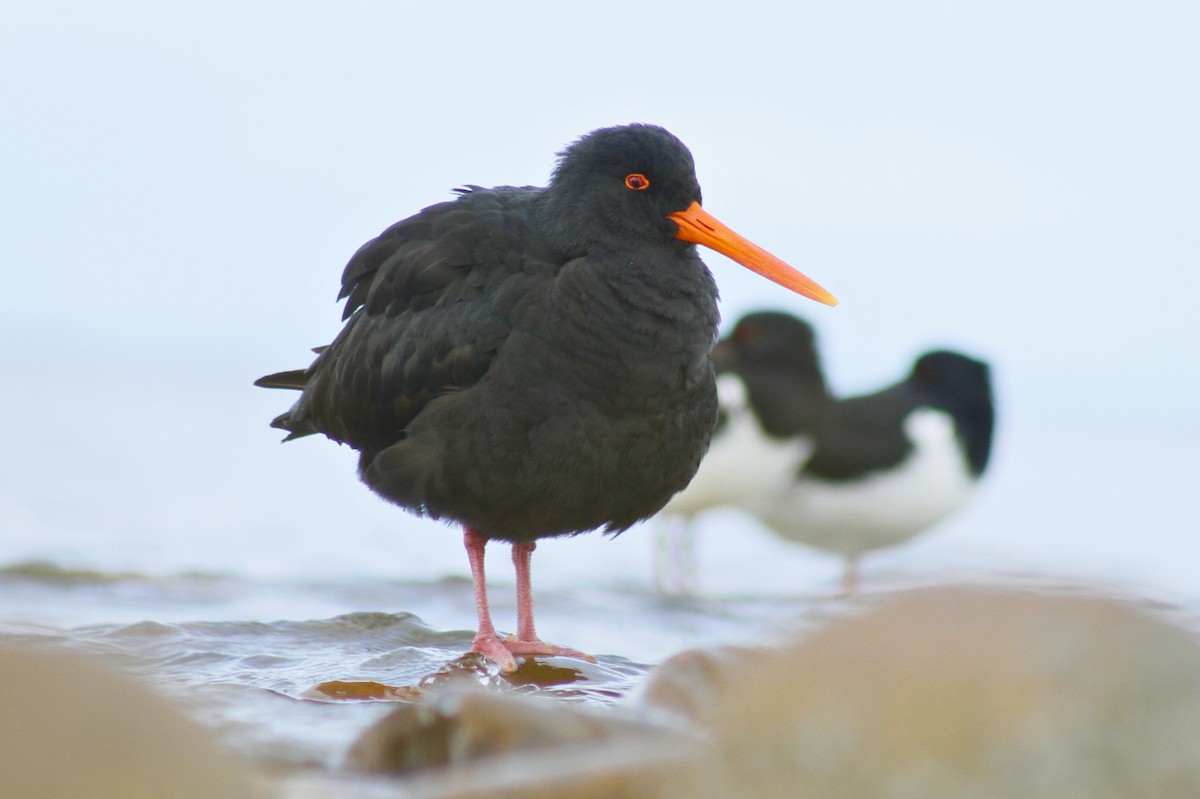 Variable Oystercatcher - ML640579897