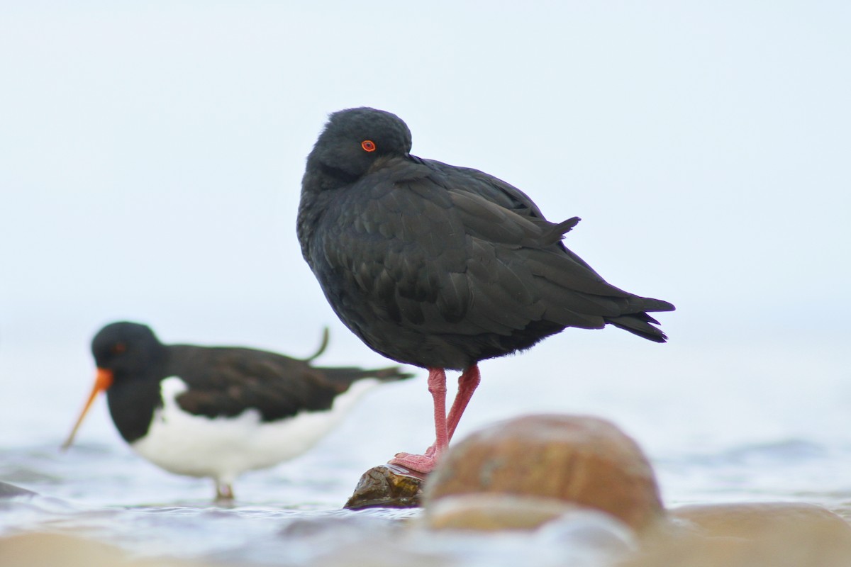 Variable Oystercatcher - ML640579901