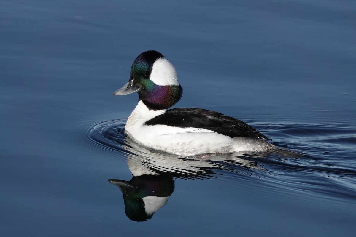 Bufflehead - ML640579922