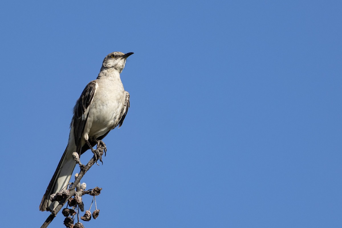 Northern Mockingbird - ML640580003