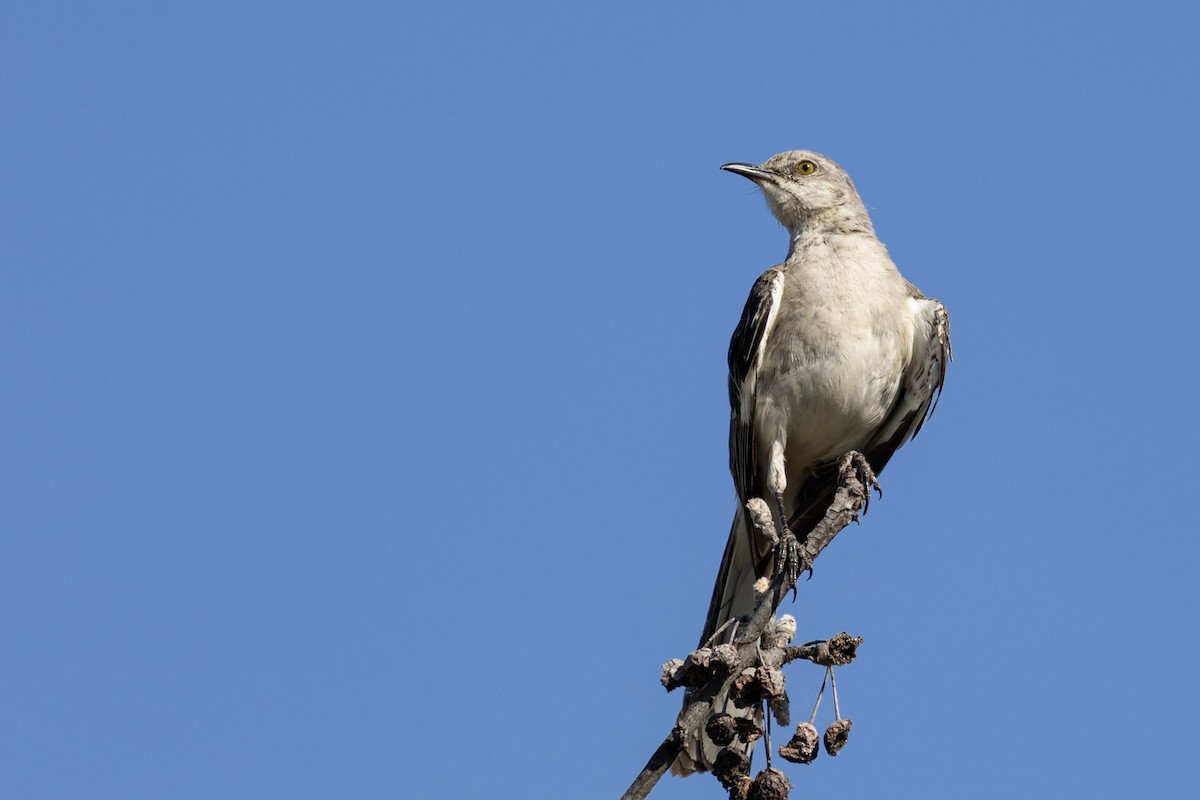 Northern Mockingbird - ML640580004