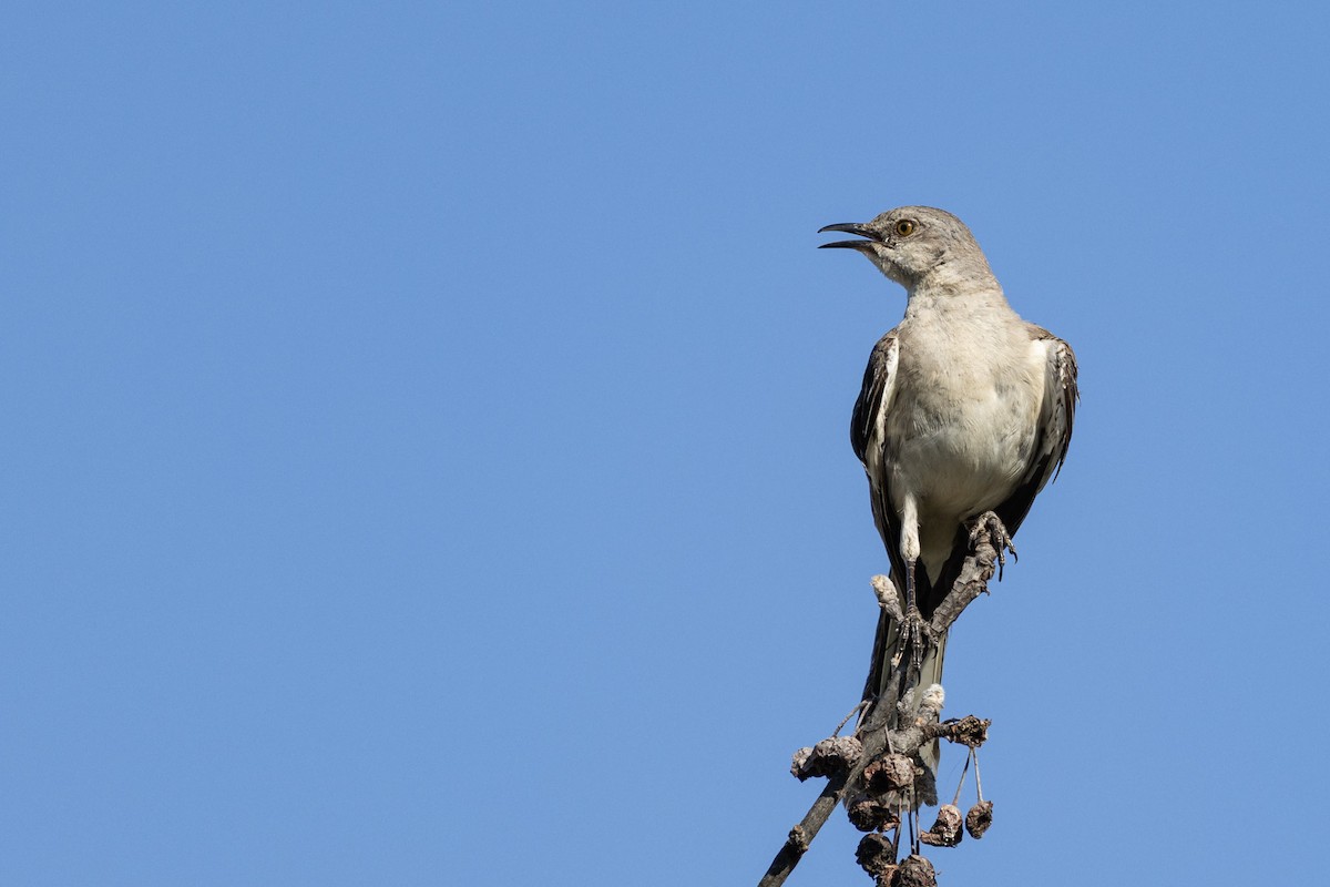 Northern Mockingbird - ML640580005