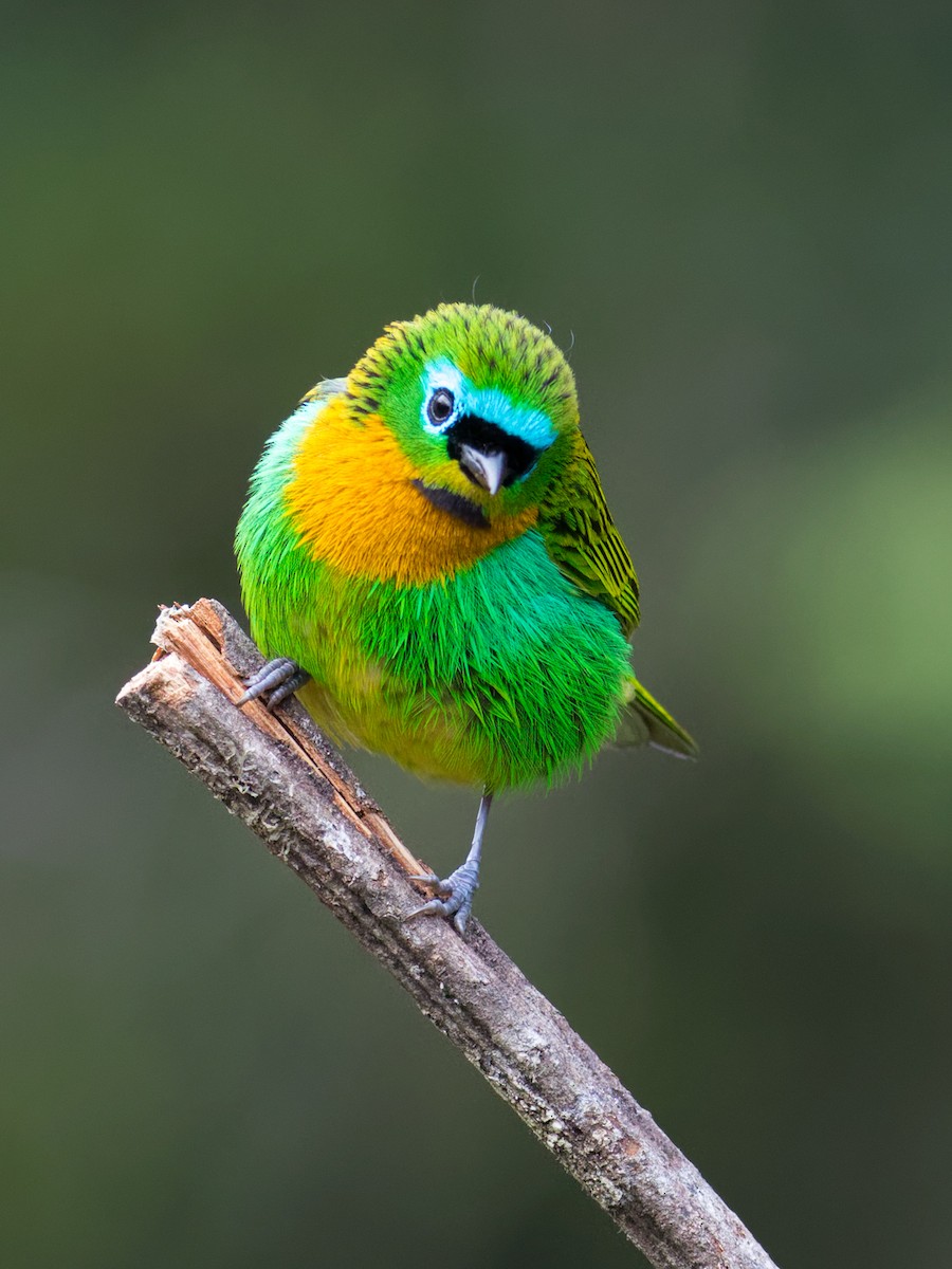 Brassy-breasted Tanager - ML640580064