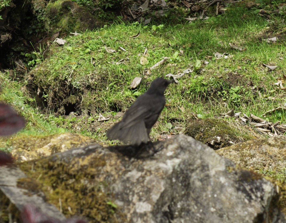 Bornean Whistling-Thrush - ML640580069