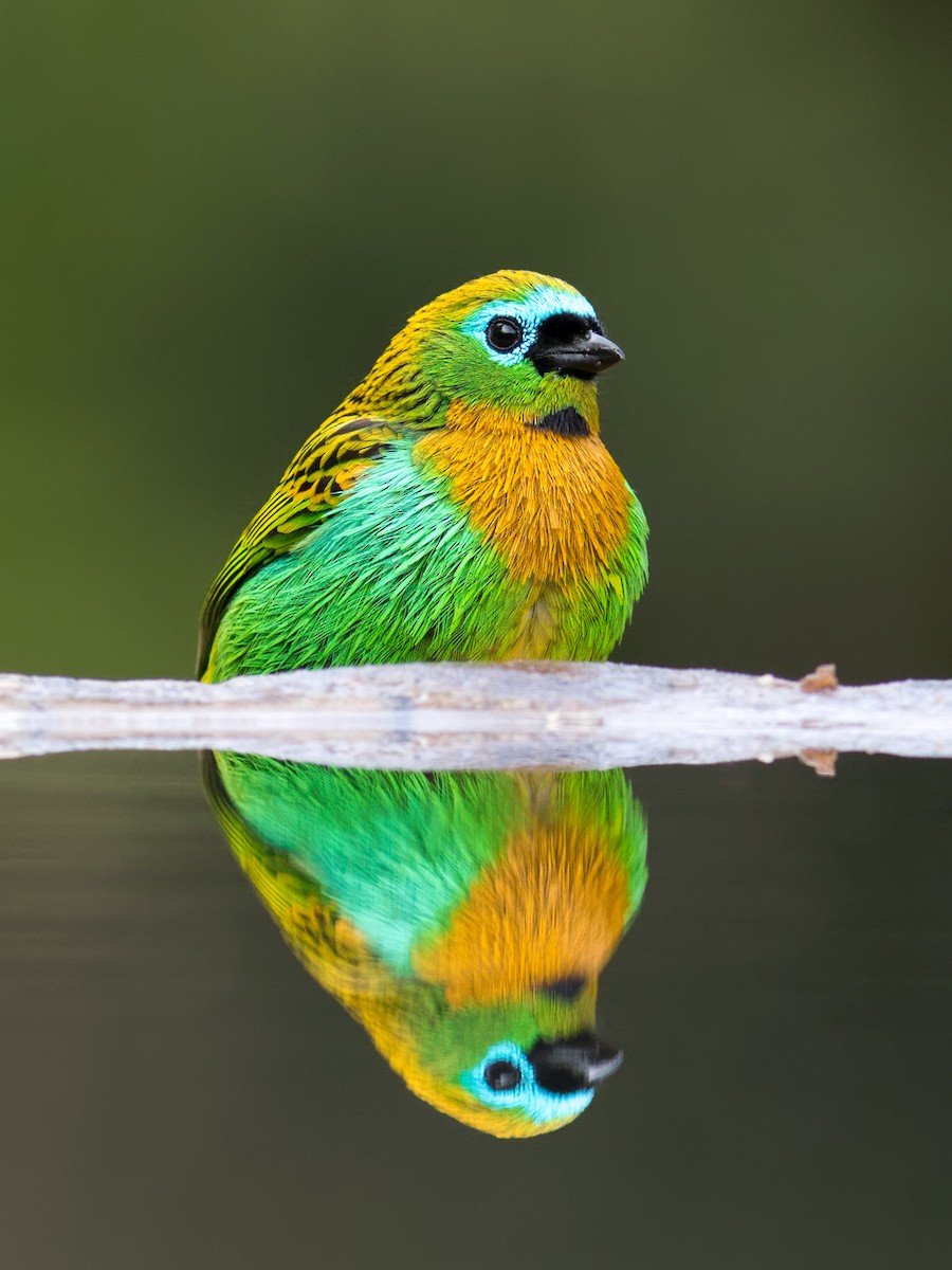 Brassy-breasted Tanager - ML640580071