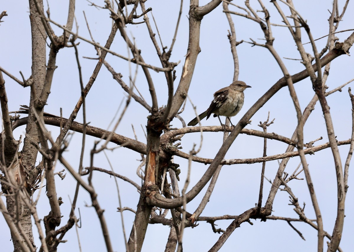 Northern Mockingbird - ML640580117