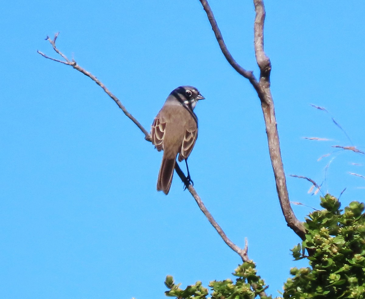 Bell's Sparrow - ML640580121