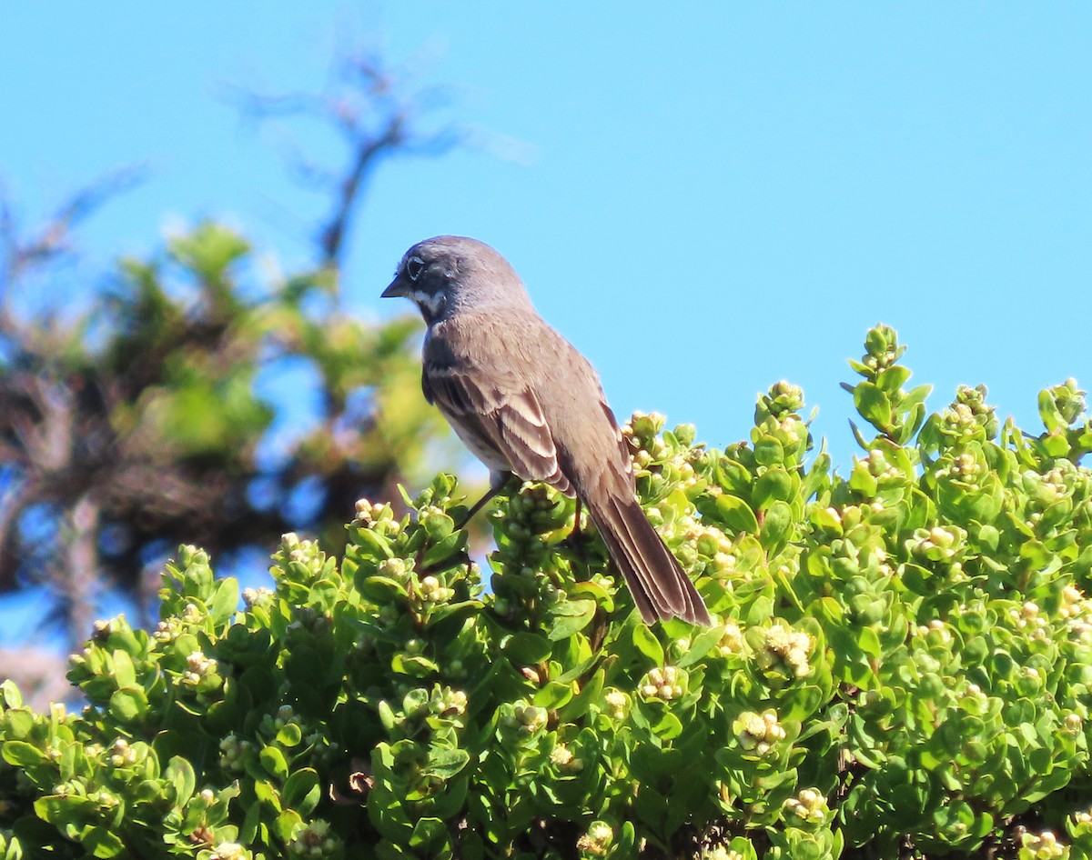 Bell's Sparrow - ML640580134