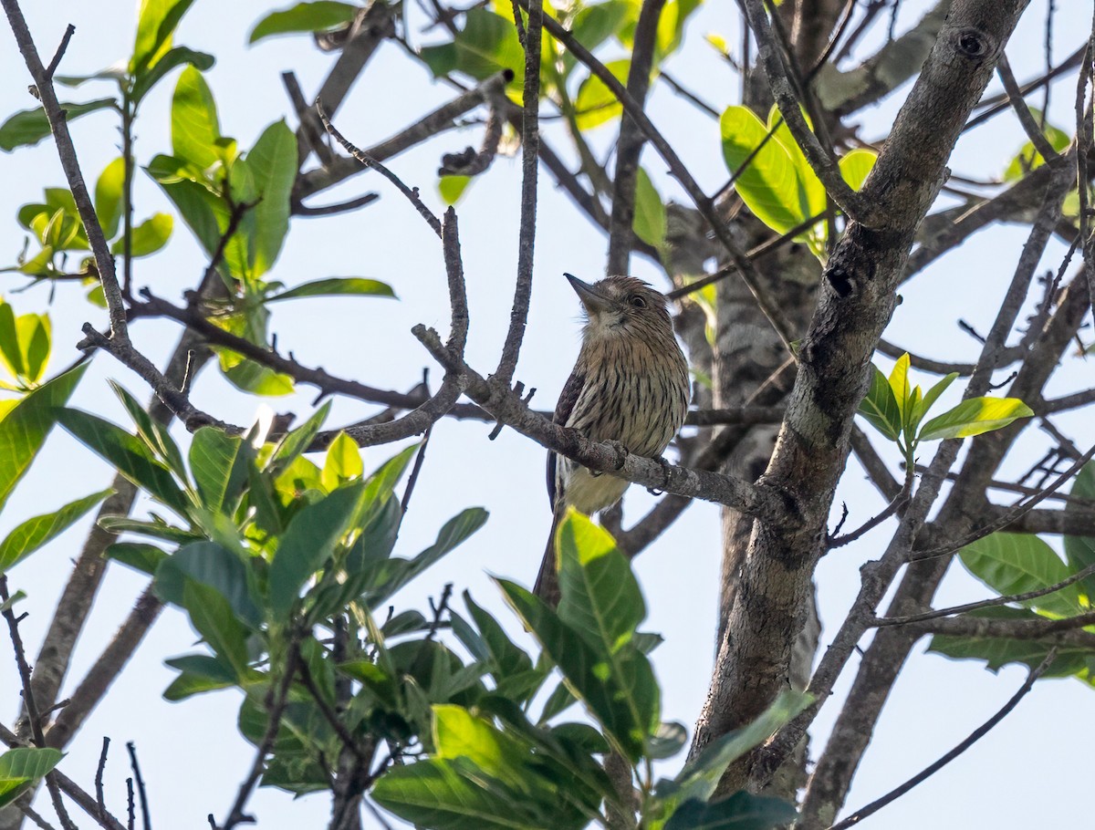 Eastern Striolated-Puffbird - ML640580142