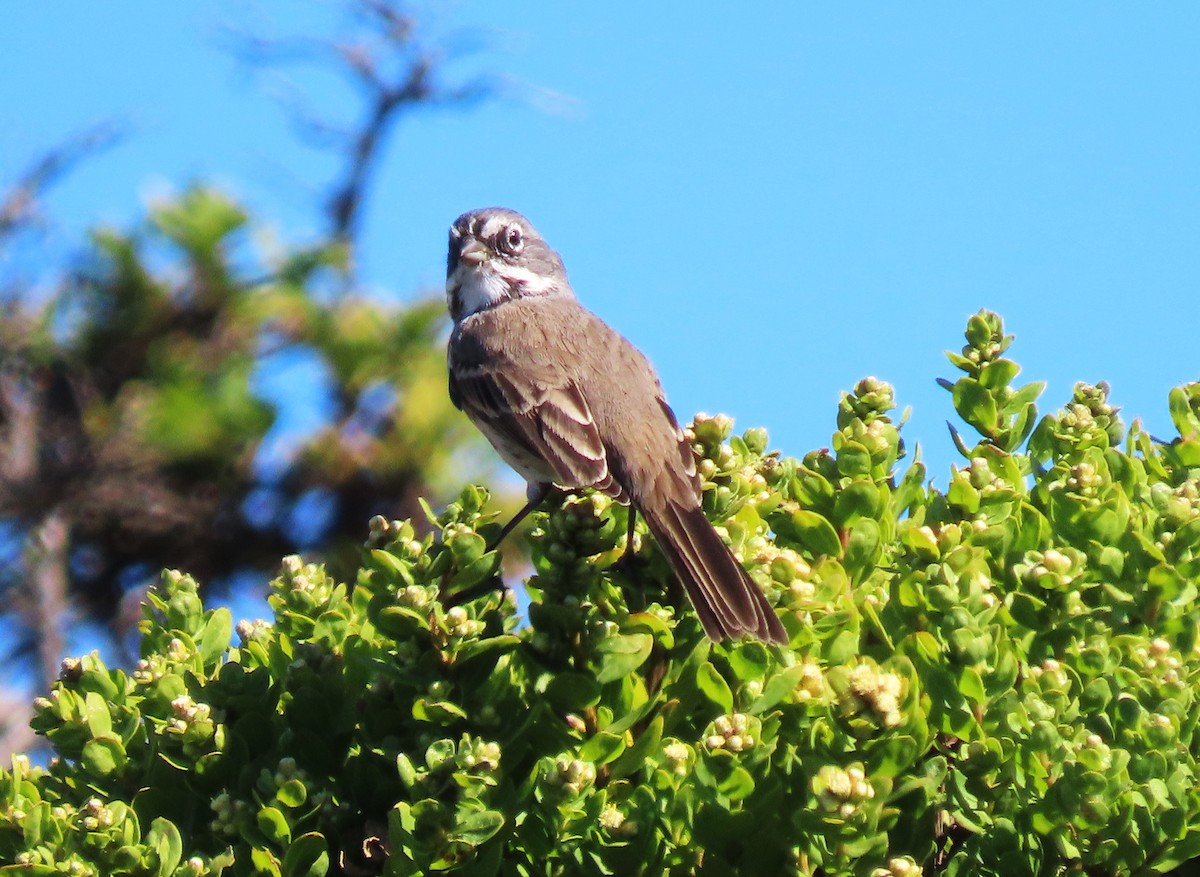 Bell's Sparrow - ML640580175