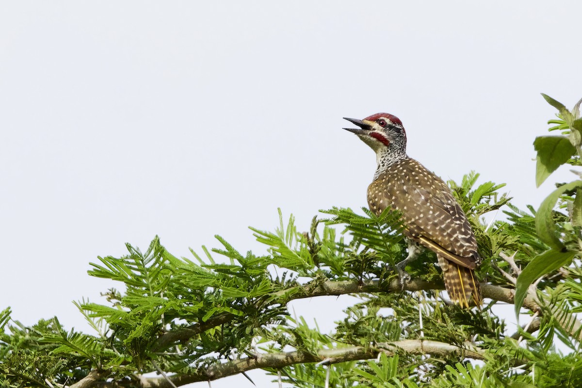 Nubian Woodpecker - ML640580177
