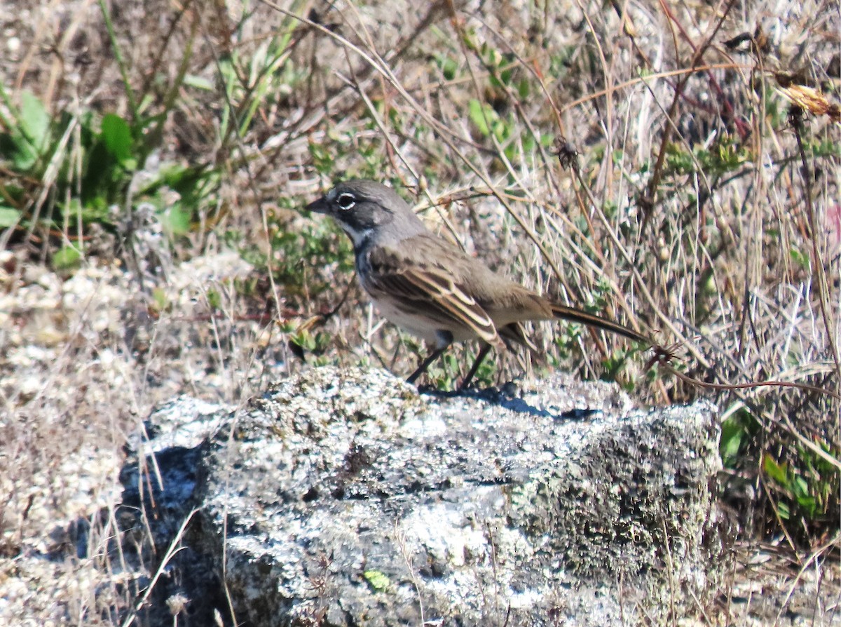Bell's Sparrow - ML640580186