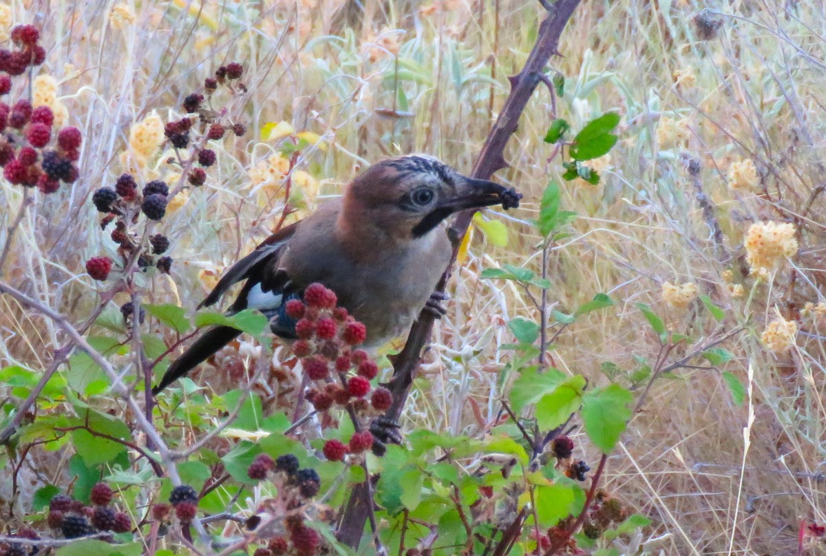 Eurasian Jay - ML640580189
