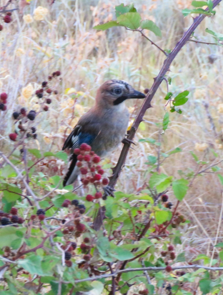 Eurasian Jay - ML640580190