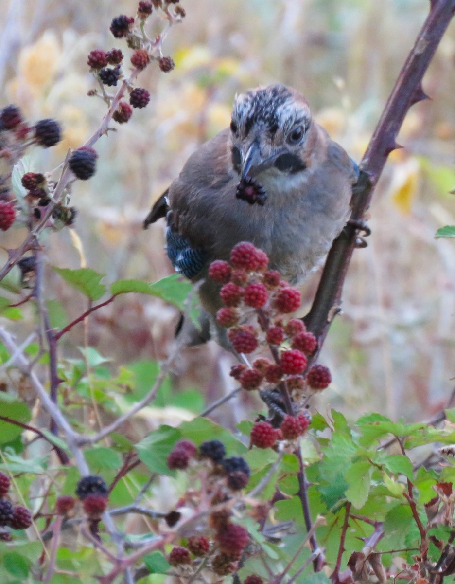 Eurasian Jay - ML640580191