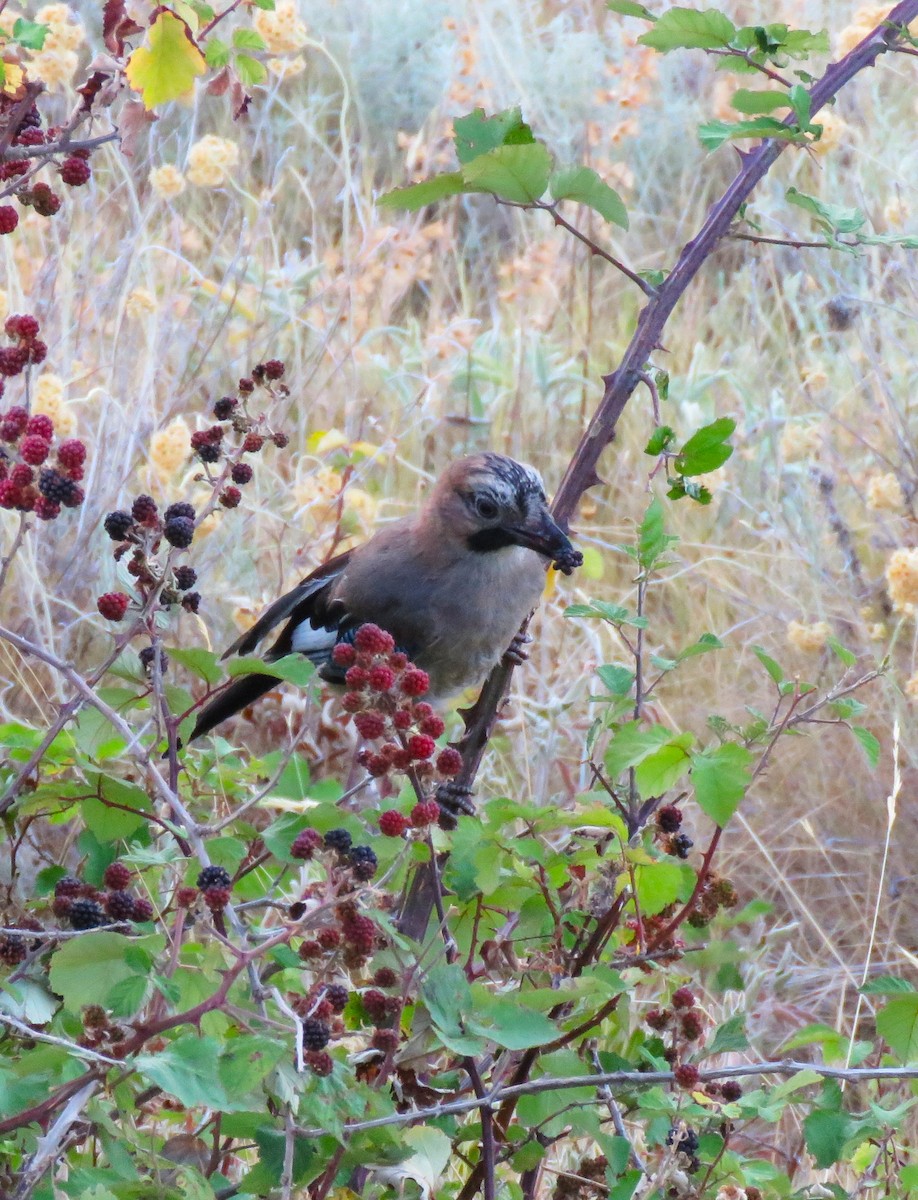 Eurasian Jay - ML640580192
