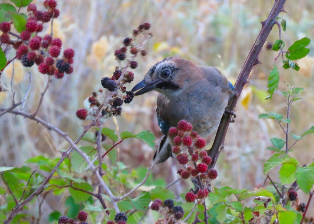Eurasian Jay - ML640580193