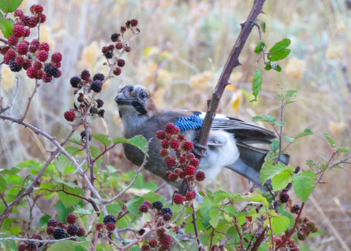 Eurasian Jay - ML640580194
