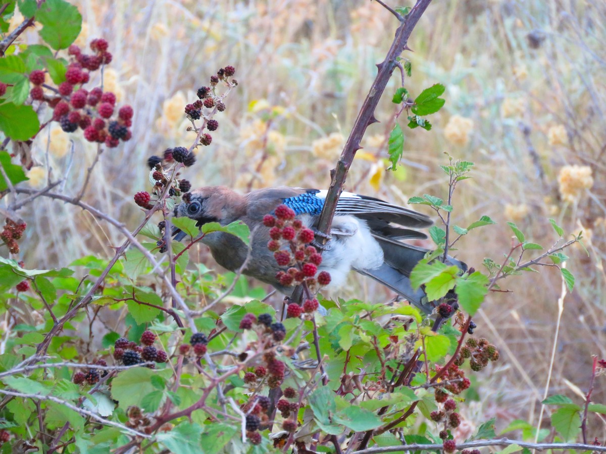 Eurasian Jay - ML640580195