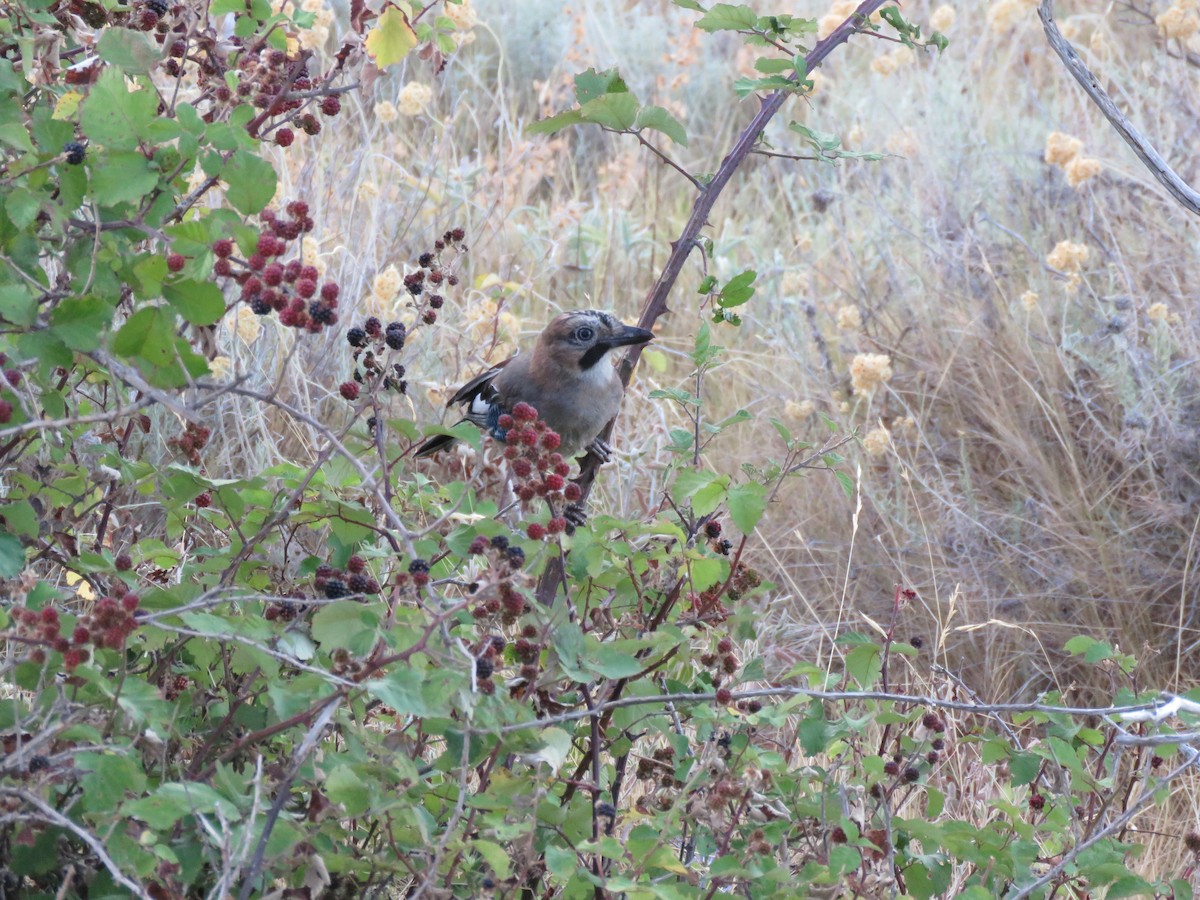 Eurasian Jay - ML640580198