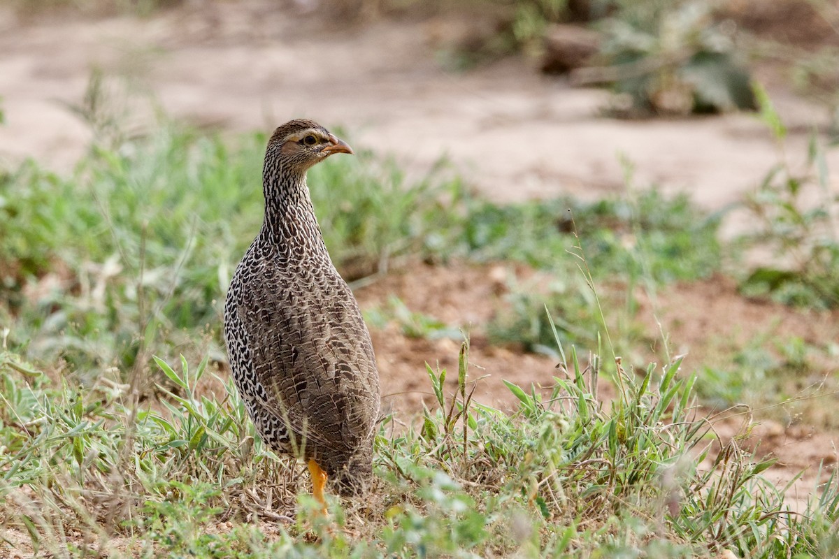 Heuglin's Spurfowl - ML640580215