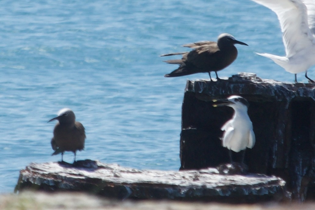 Brown Noddy - ML640580333
