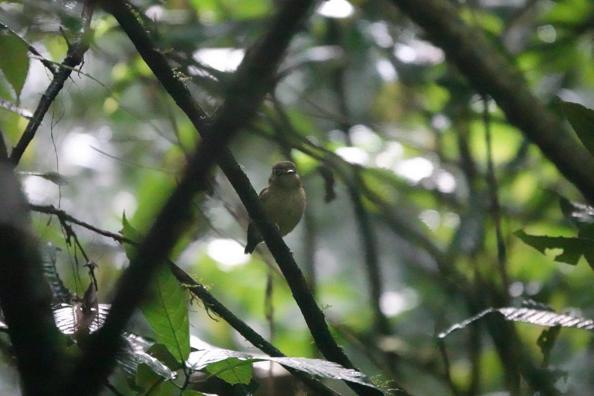 White-throated Spadebill - ML640580339