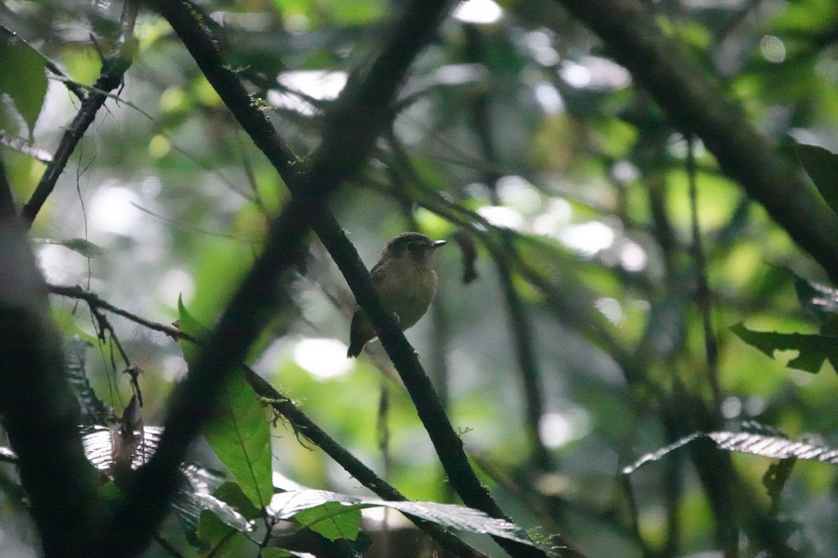 White-throated Spadebill - ML640580340