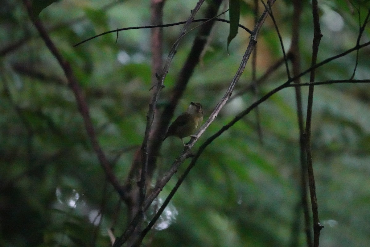 White-throated Spadebill - ML640580343