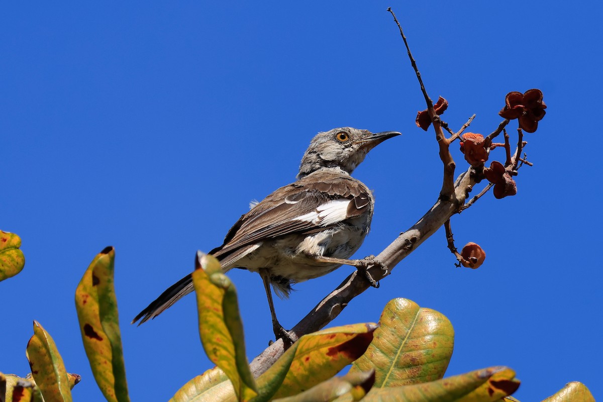 Northern Mockingbird - ML640580399