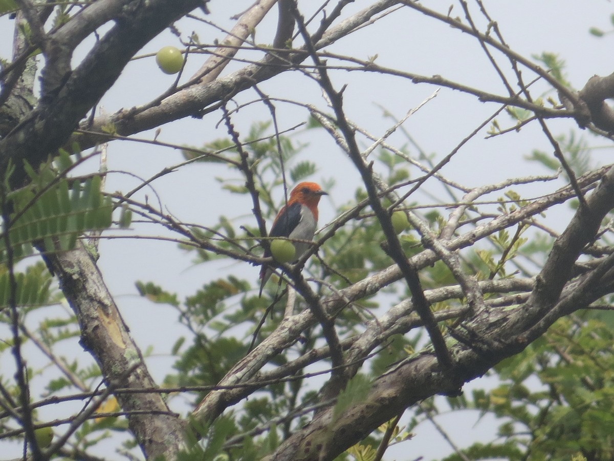 Scarlet-headed Flowerpecker - ML640580417