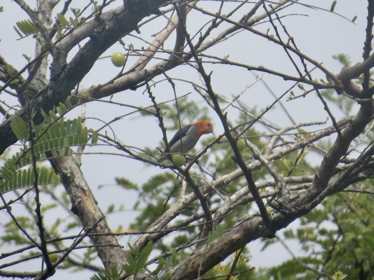 Scarlet-headed Flowerpecker - ML640580418